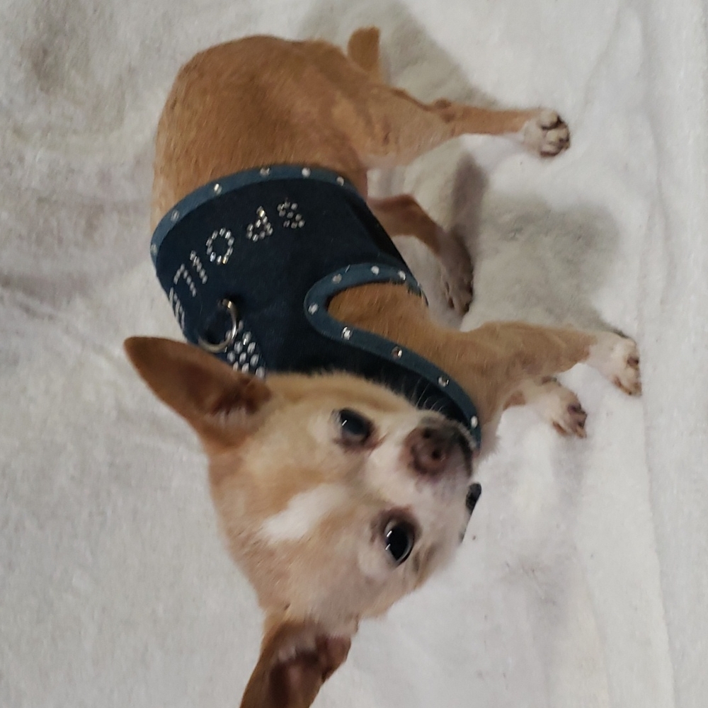 Dog Harness